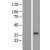 Western Blot: ABHD6 Lysate [NBL1-07200] - Western Blot experiments. 
Left-Control; Right -Over-expression Lysate for ABHD6
